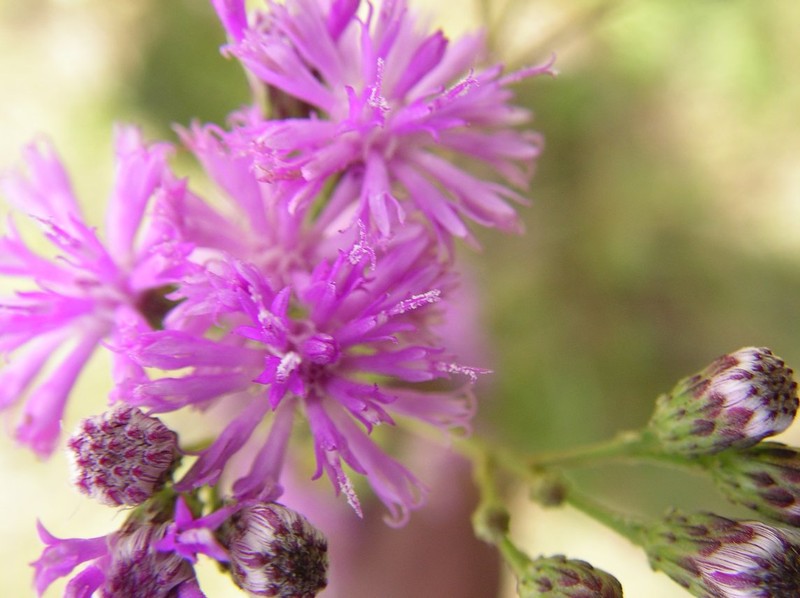 Vernonia diversifolia photo 6