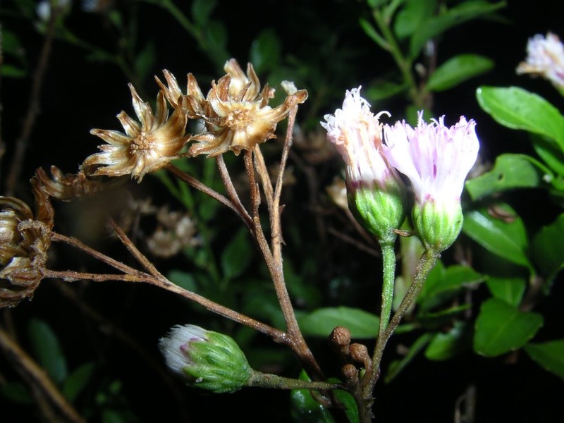 Vernonia diversifolia subsp. diversifolia