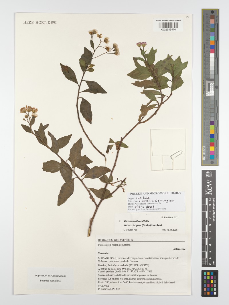Vernonia diversifolia subsp. ikopae