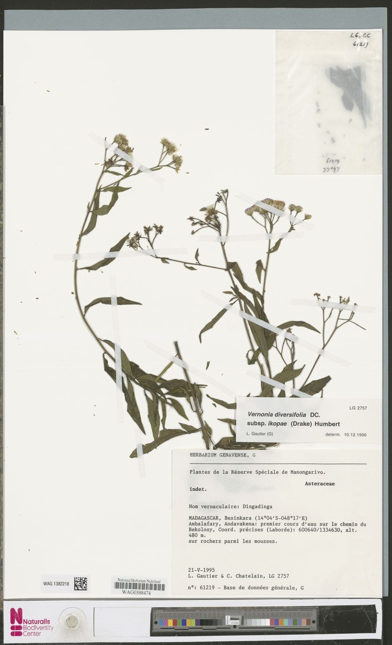Vernonia diversifolia subsp. ikopae photo 2
