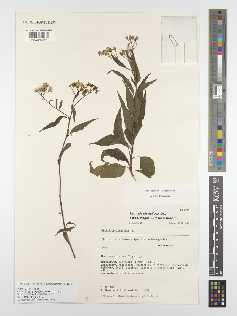 Vernonia diversifolia subsp. ikopae photo 3