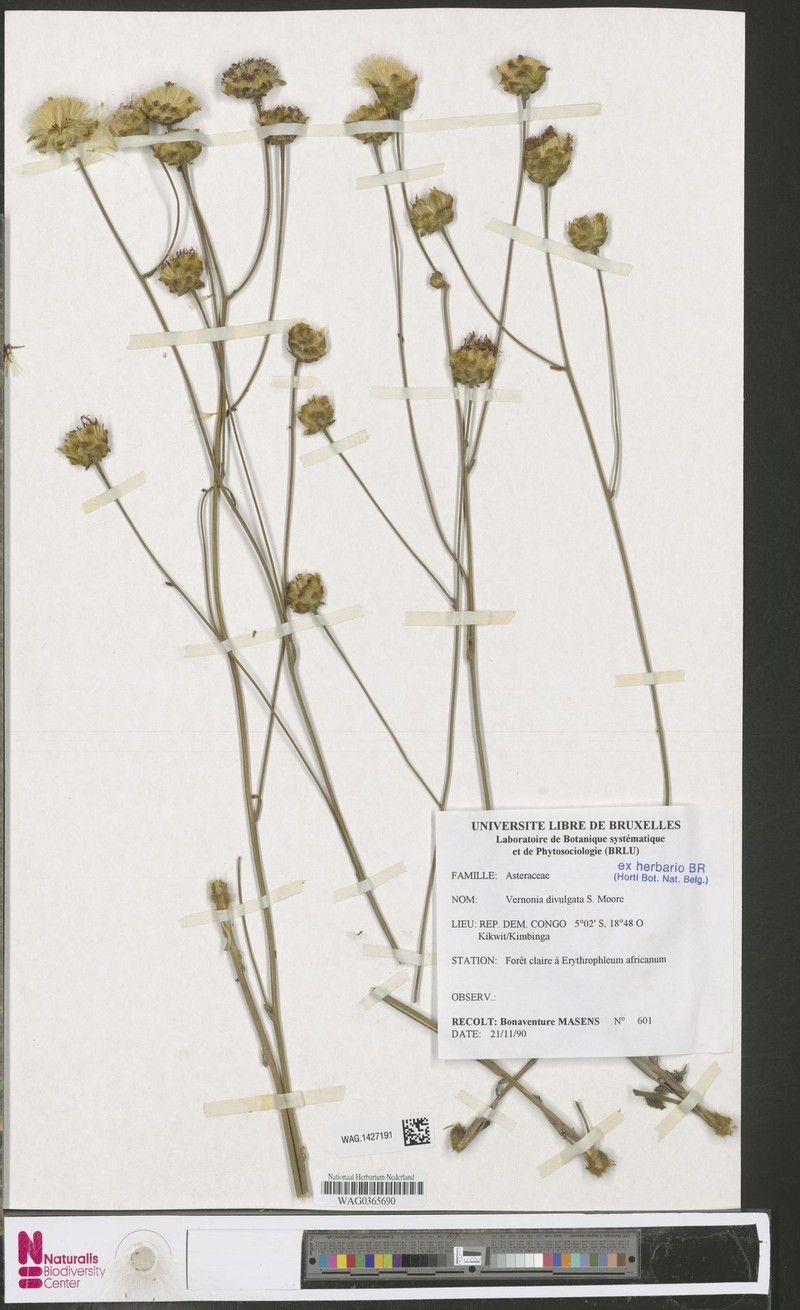 Vernonia divulgata