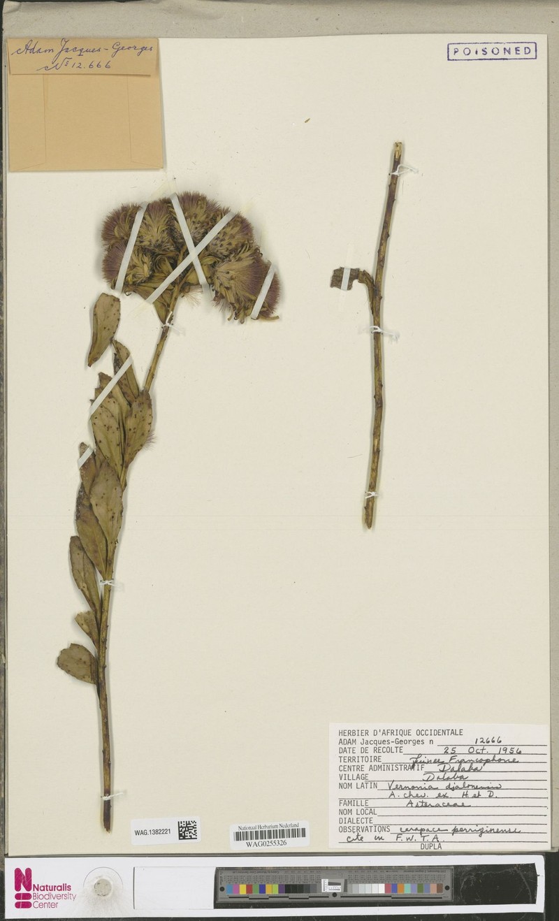 Vernonia djalonensis photo 2