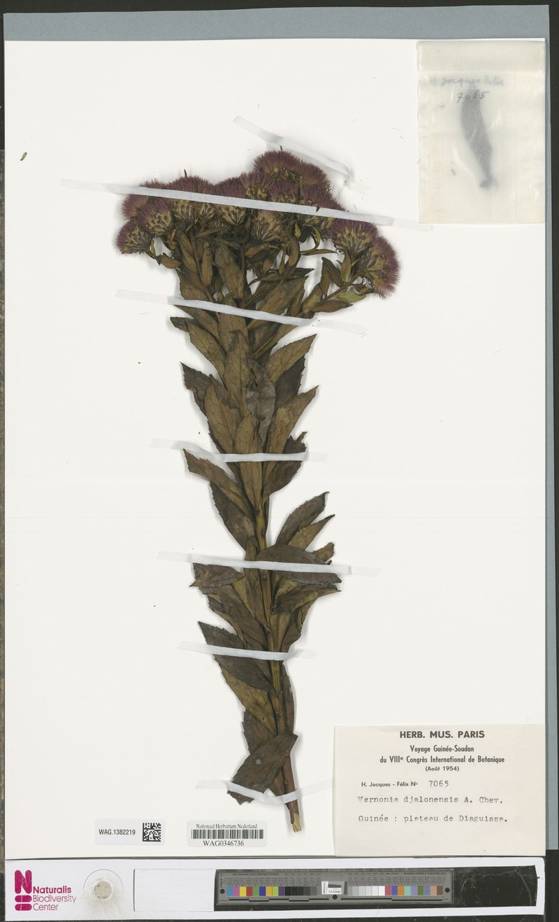 Vernonia djalonensis photo 3