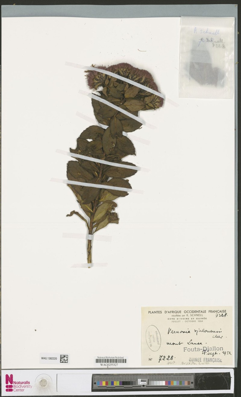 Vernonia djalonensis photo 4
