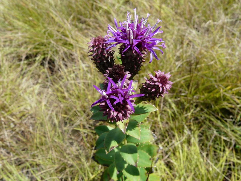 Vernonia djalonensis