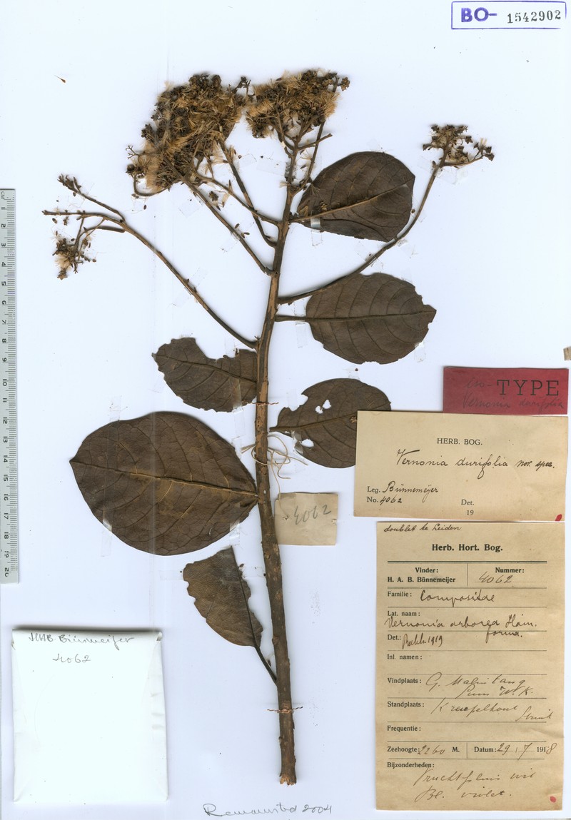 Vernonia durifolia photo 2