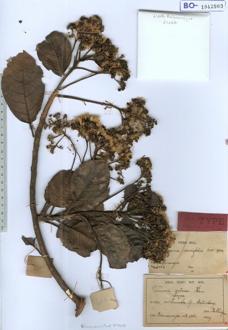 Vernonia durifolia photo 3