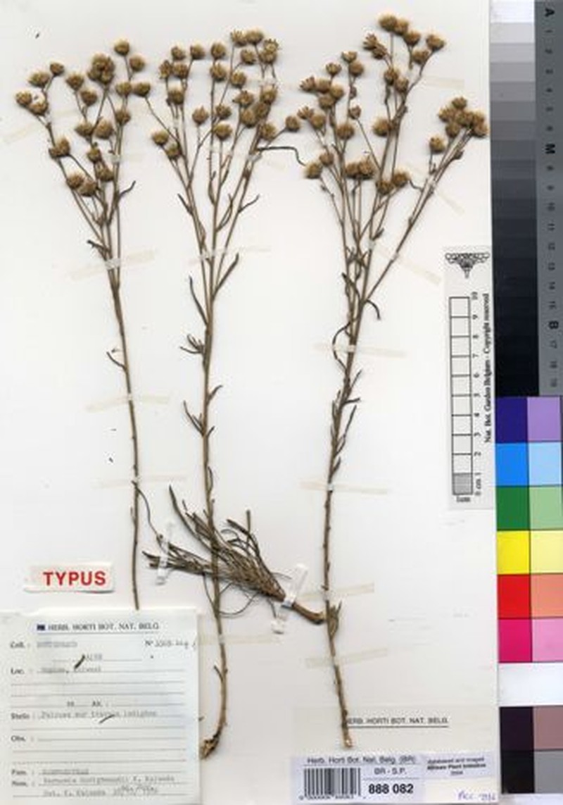 Vernonia duvigneaudii