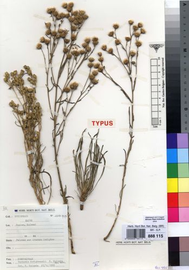 Vernonia duvigneaudii photo 2
