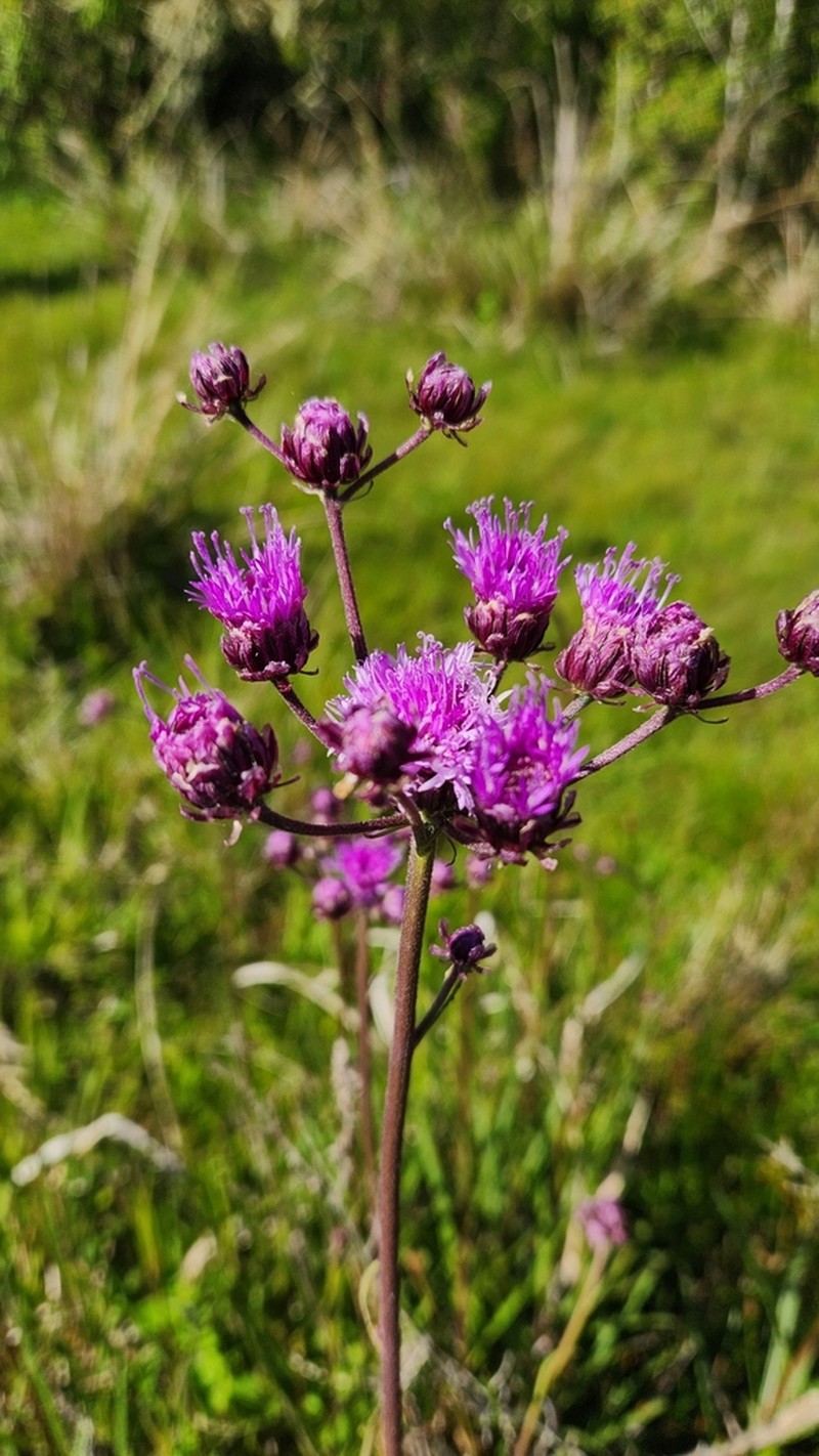 Vernonia echioides