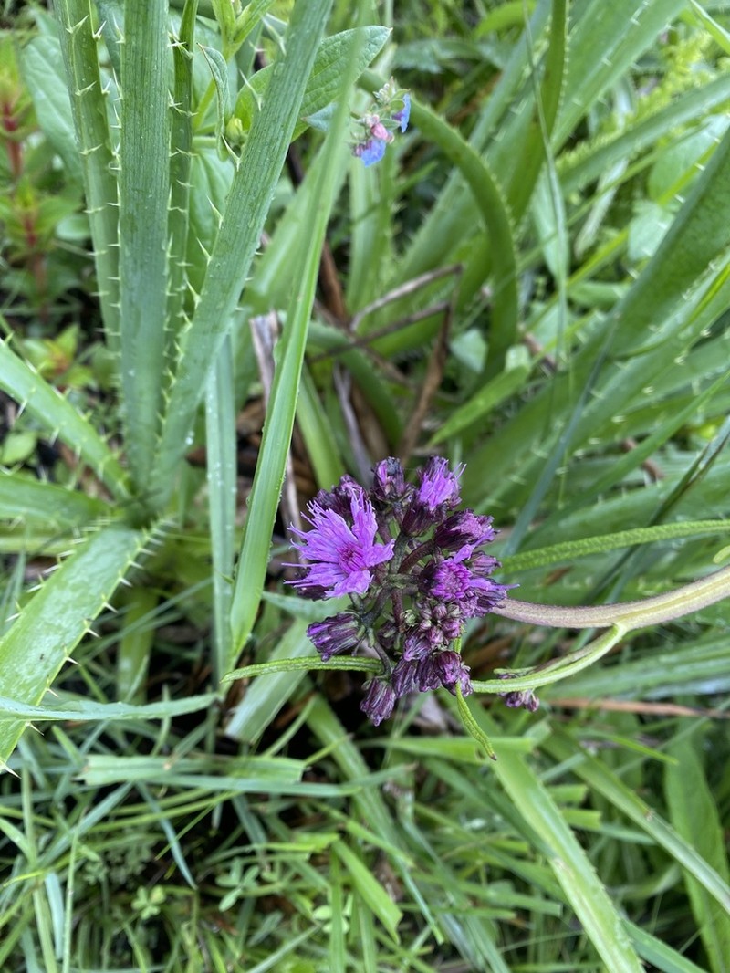 Vernonia echioides photo 2