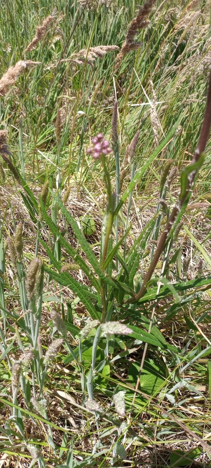 Vernonia echioides photo 3