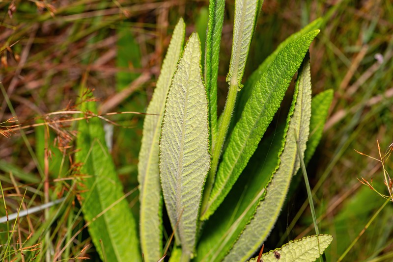 Vernonia echioides photo 4