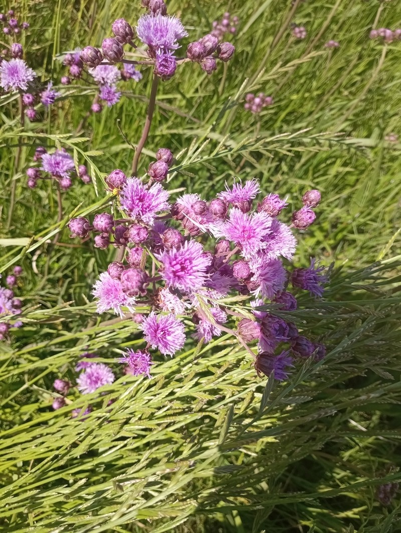 Vernonia echioides photo 5