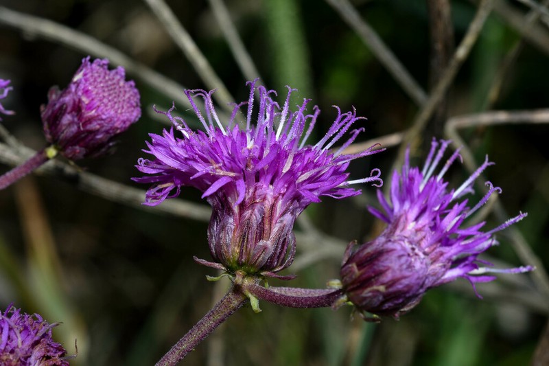 Vernonia echioides photo 6