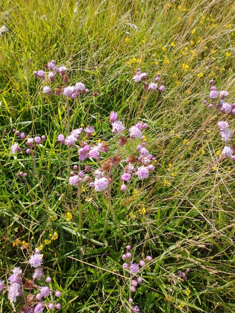 Vernonia echioides photo 8