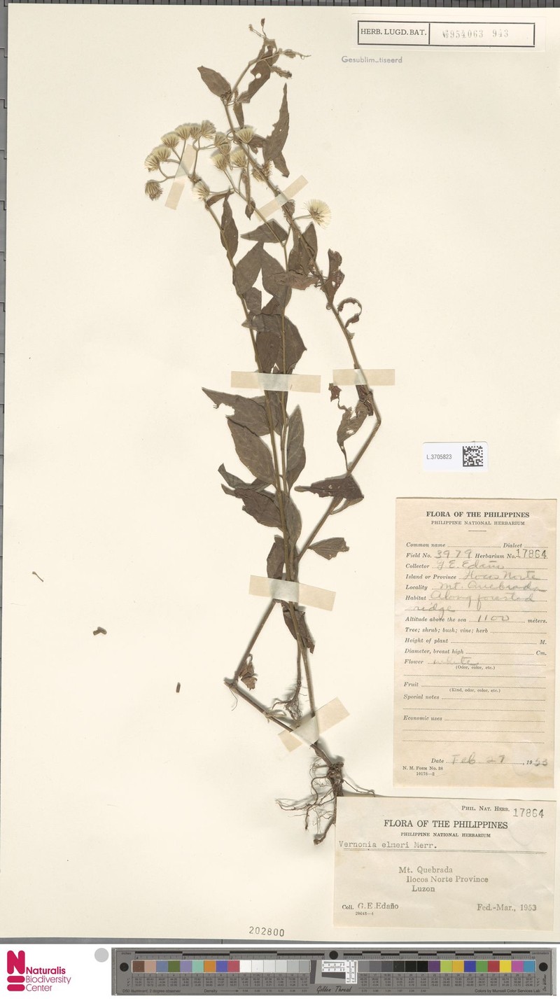 Vernonia elmeri photo 2