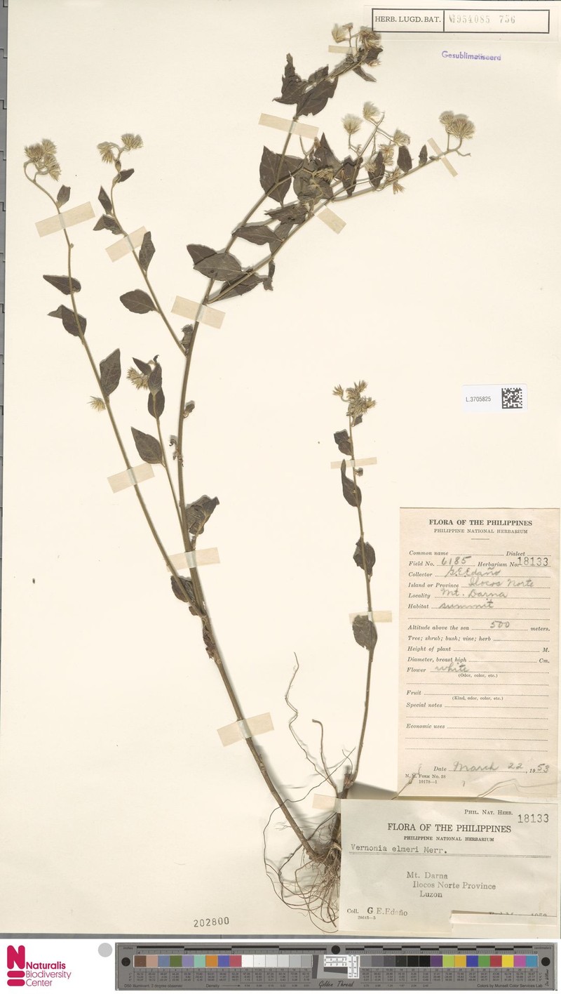 Vernonia elmeri photo 3