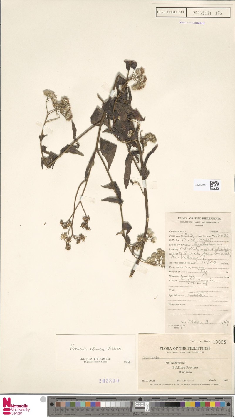 Vernonia elmeri photo 4