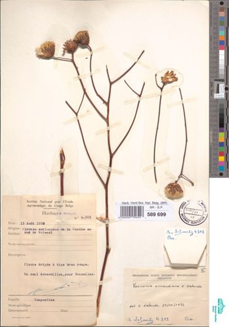Vernonia evrardiana