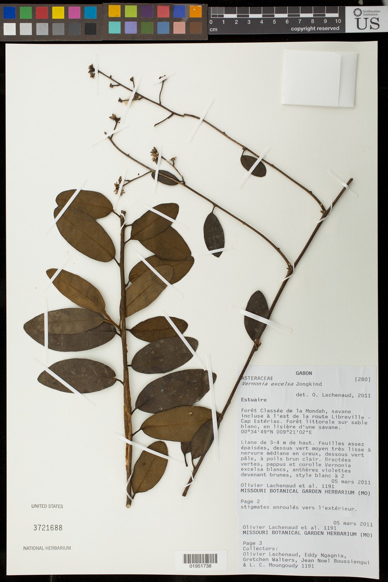 Vernonia excelsa