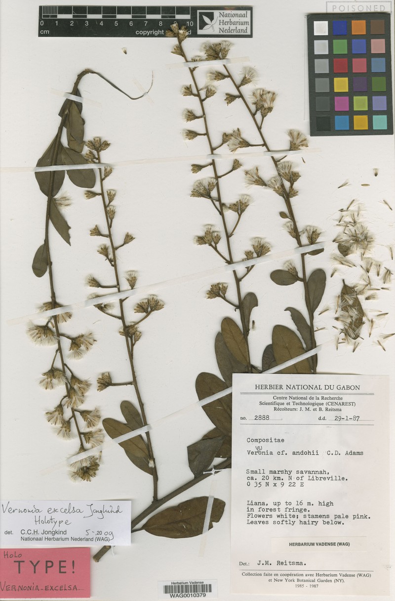 Vernonia excelsa photo 2