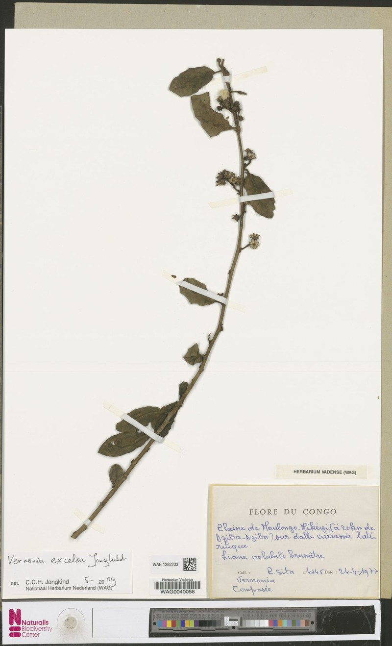 Vernonia excelsa photo 3