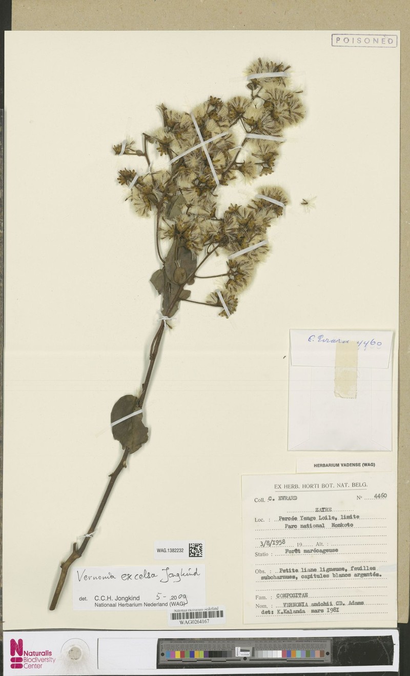 Vernonia excelsa photo 4
