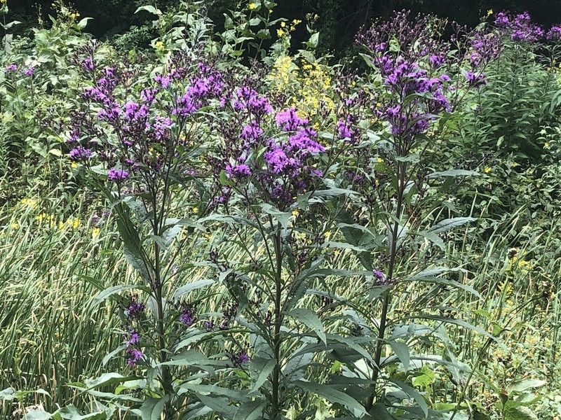 Prairie Ironweed photo 2