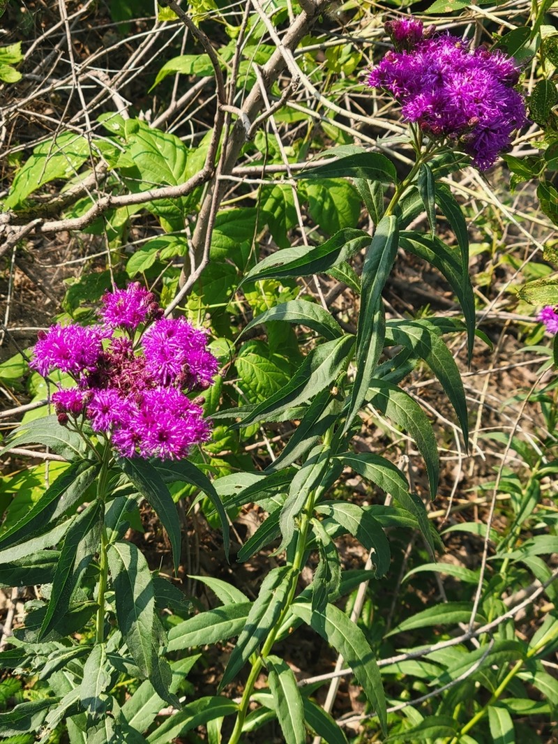 Prairie Ironweed photo 3