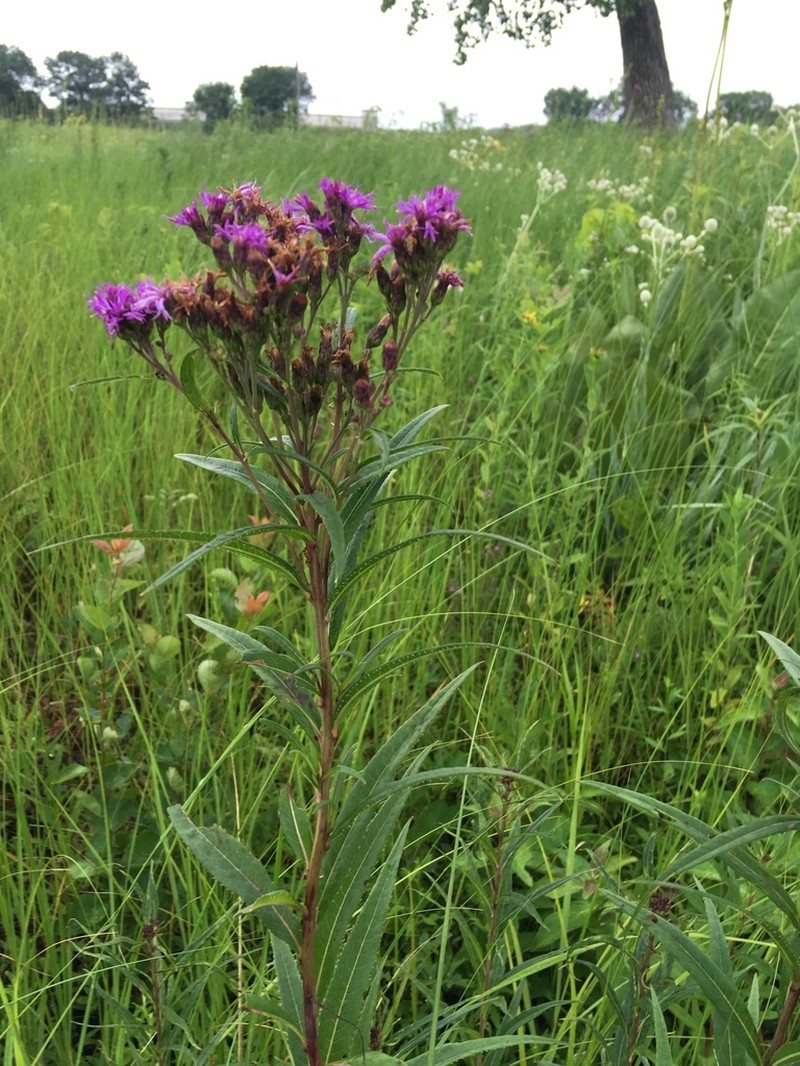 Prairie Ironweed photo 4