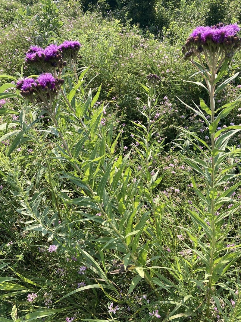 Prairie Ironweed photo 5