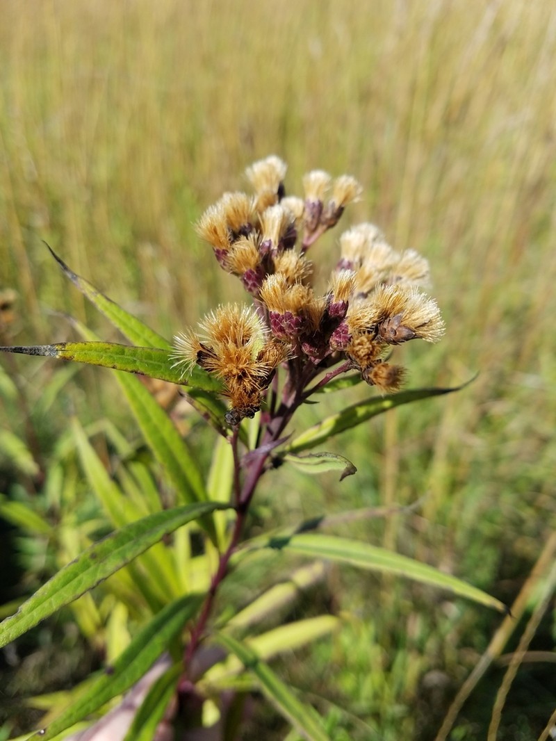 Prairie Ironweed photo 6