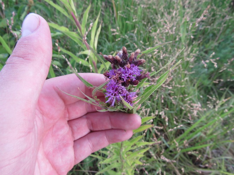 Prairie Ironweed photo 7