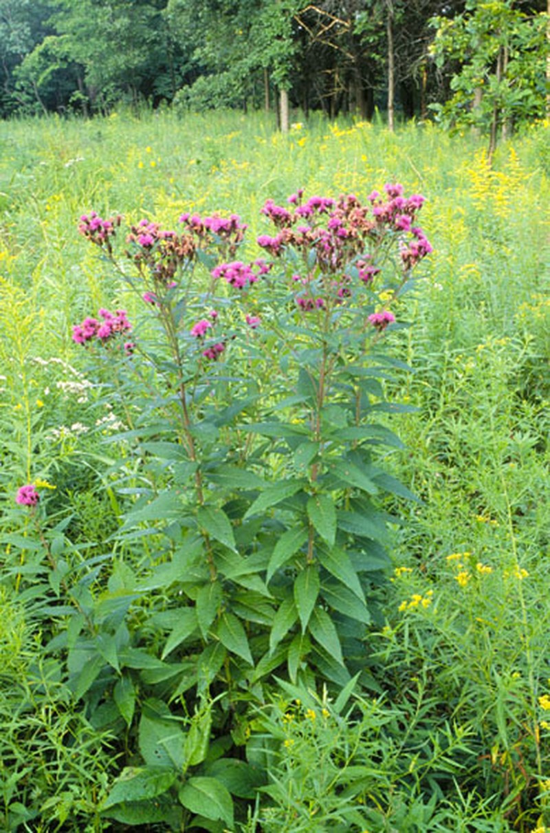 Prairie Ironweed
