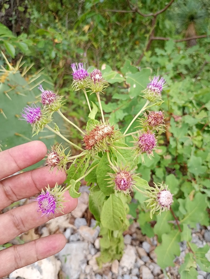 Vernonia faustiana