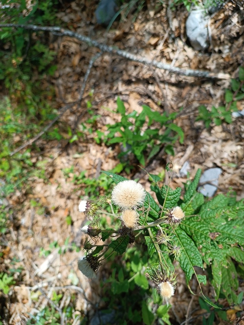 Vernonia faustiana photo 3