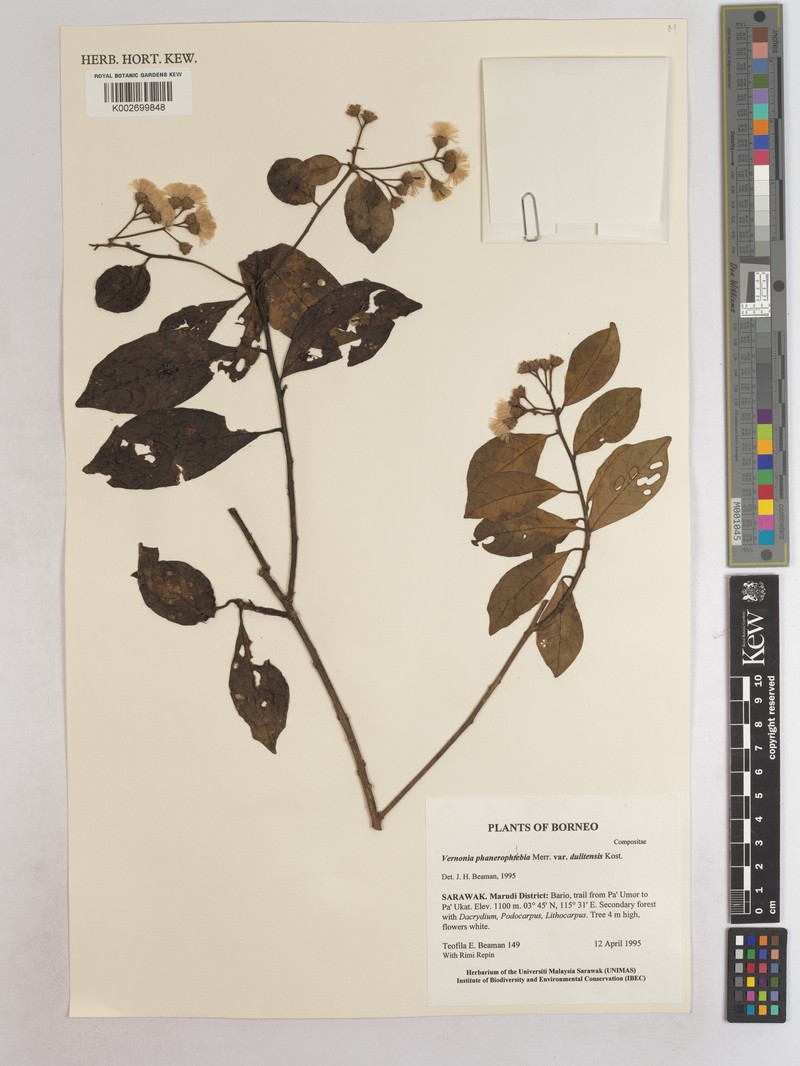 Vernonia fimbrillata