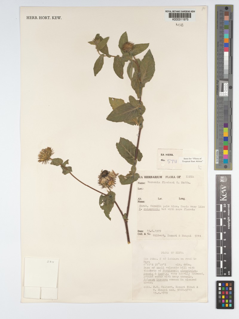 Vernonia fischeri