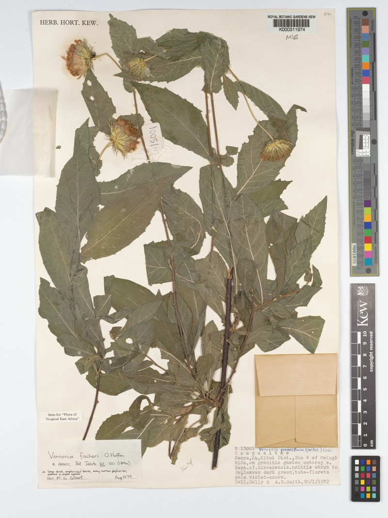 Vernonia fischeri photo 2