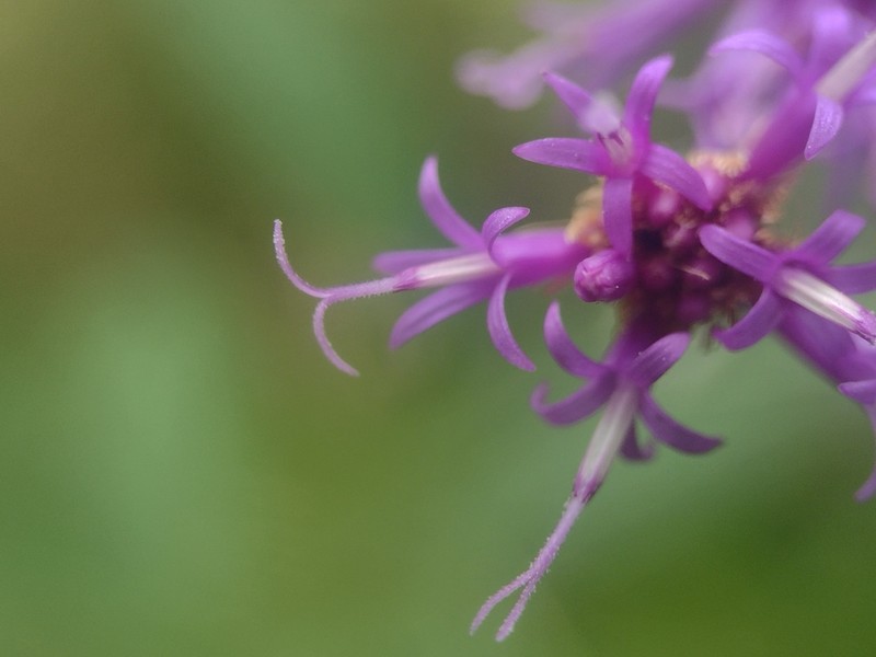 Tennessee Ironweed