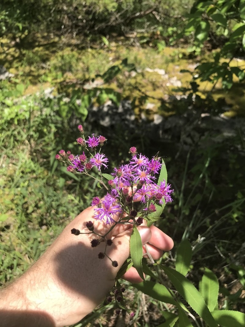 Tennessee Ironweed photo 2