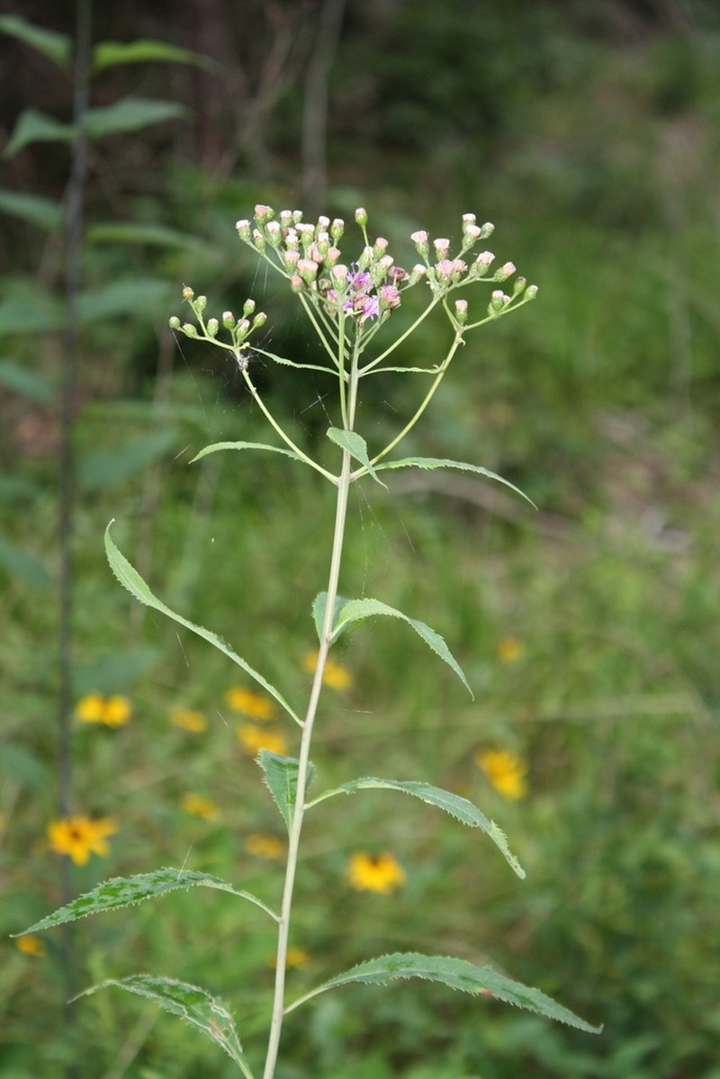 Tennessee Ironweed photo 3