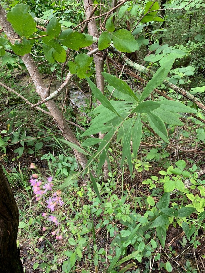 Tennessee Ironweed photo 4