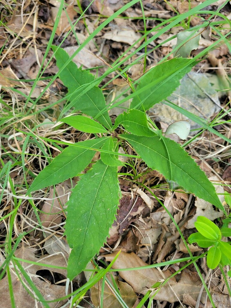 Tennessee Ironweed photo 5