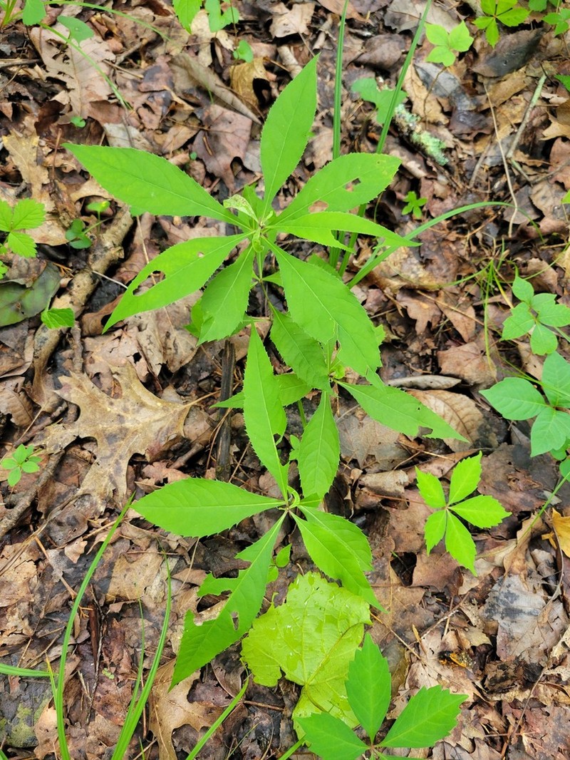 Tennessee Ironweed photo 6