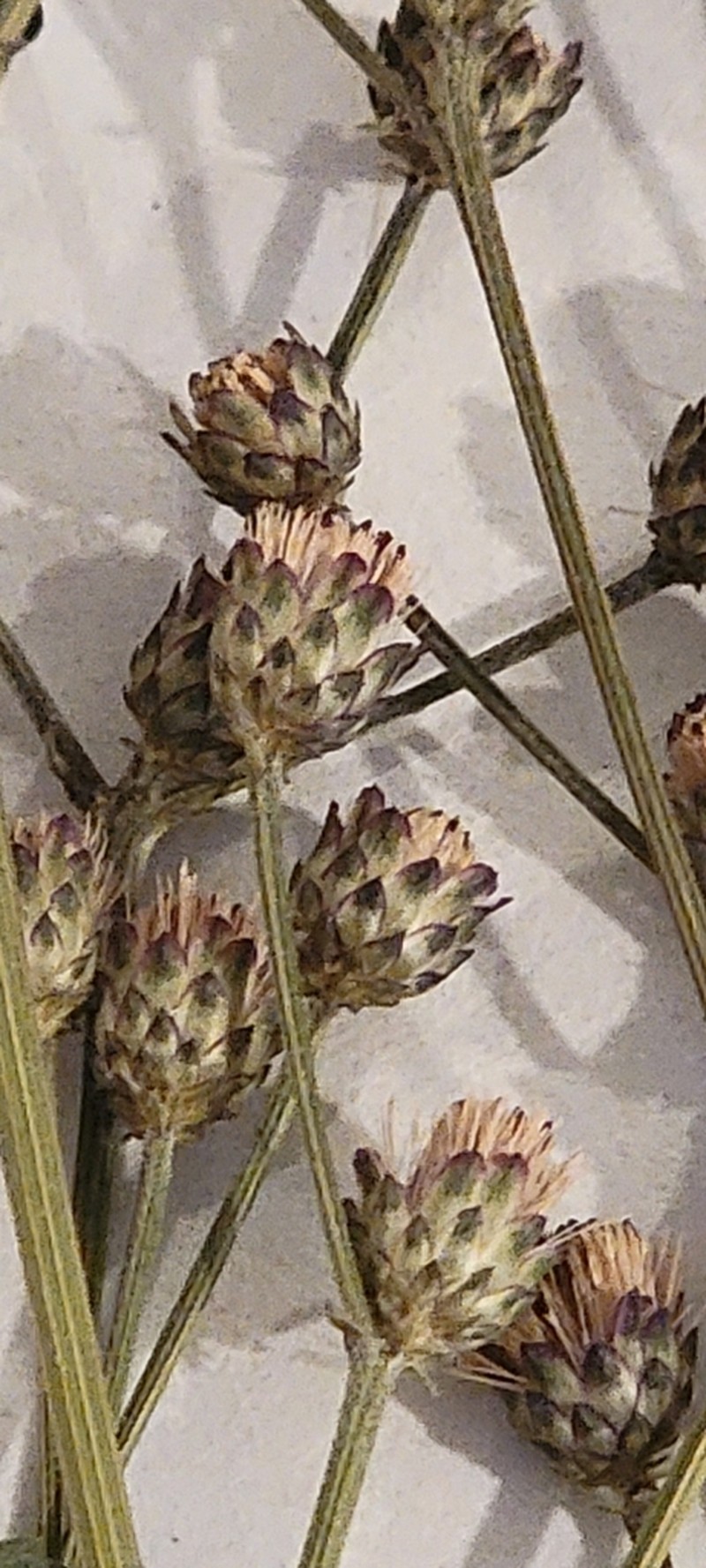 Tennessee Ironweed photo 7