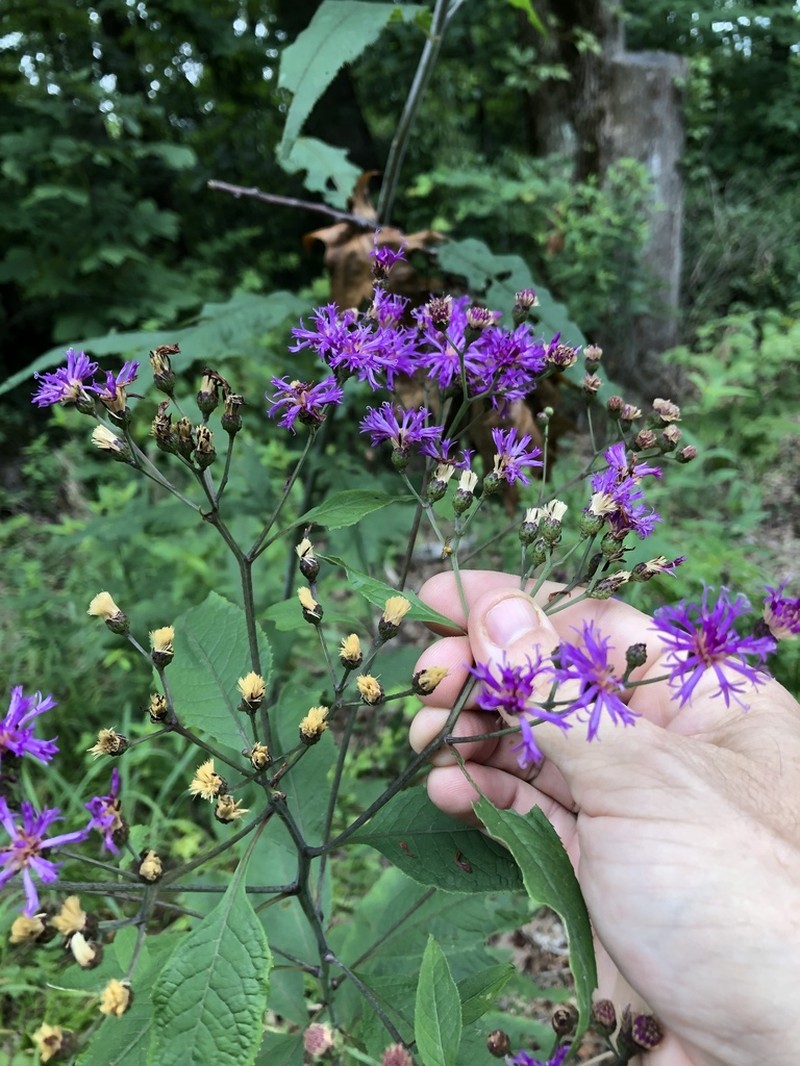 Tennessee Ironweed photo 8
