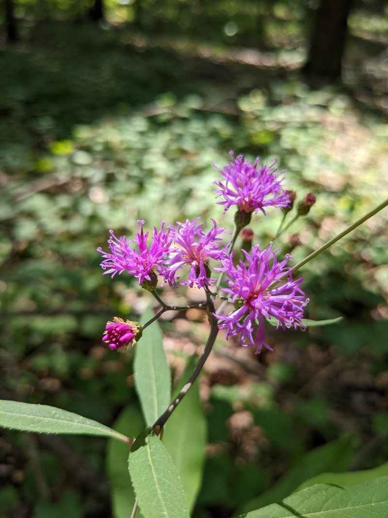 Tennessee Ironweed